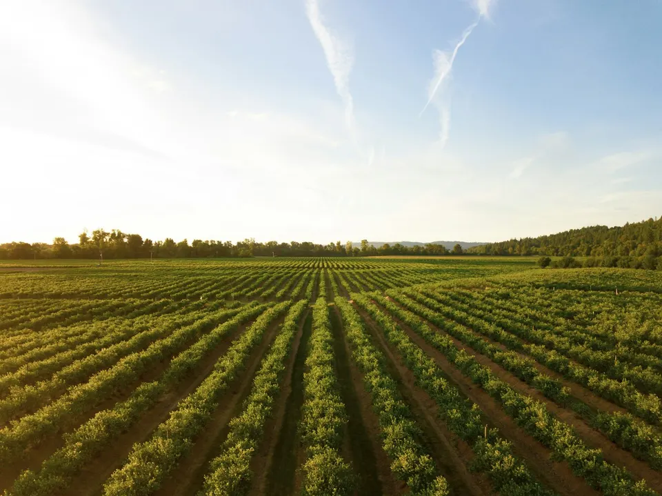 Criação de bovinos, equinos e ovinos