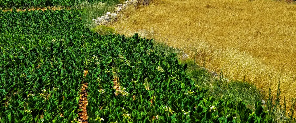 Produtos da agricultura familiar